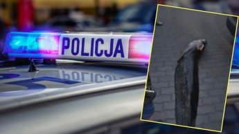 В Варшаве арестовали украинца, выловившего легендарного сома-великана из местного озера — фото 1