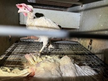 Вийшло розслідування про те, як українців експлуатують у Польщі — фото 2