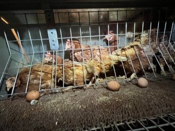 Вийшло розслідування про те, як українців експлуатують у Польщі — фото 1