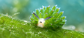 слимак Costasiella kuroshimae