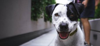 У Відні українці можуть отримати корм для тварин безкоштовно