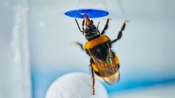 Шмели оказались умными насекомыми