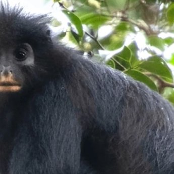 Новый вид обезьян Colobus congoensis