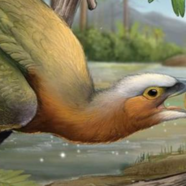 Реконструкція Infernogallus jamesi
