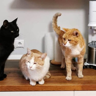 В Англии обяжут чиповать домашних кошек