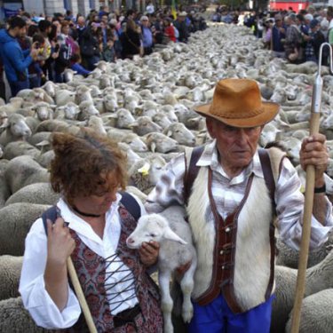 В воскресенье овцы снова заполнят улицы Мадрида