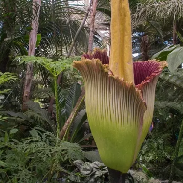 Во Франкфуртском ботсаду можно будет посмотреть на самый большой цветок в мире