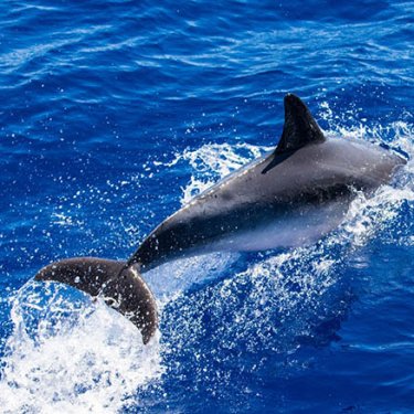 В Болгарии зафиксировали большое количество мертвых дельфинов