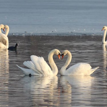 У вихідні по всій Фінляндії рахуватимуть лебедів – українці можуть приєднатися
