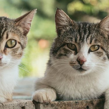 Взяти котика додому можна буде в ботанічному саду Праги