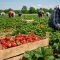 В Польше начался пик сладкой каторги: сколько можно заработать и почему украинцы в шоке