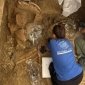 Археологи розкопують колісницю воїна-принца піценів в Італії