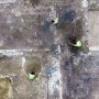 Чорні археологи знайшли давньоримську віллу, де могли гостювати імператори Адріан та Марк Аврелій